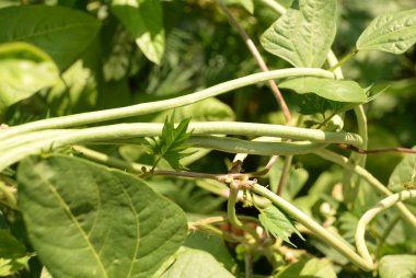 yeşil fasulye ham, ahşap arka plan üzerinde hasat edilir. baklagiller, vejetaryenlik ve bahçe
