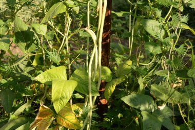 yeşil fasulye ham, ahşap arka plan üzerinde hasat edilir. baklagiller, vejetaryenlik ve bahçe