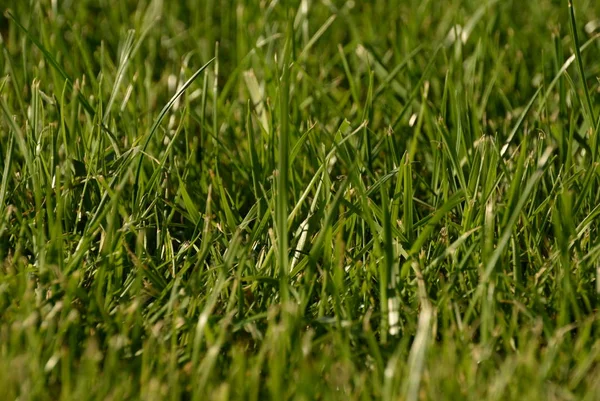 Green grass, lawn in the garden. Gardening, landscaping — Stock Photo, Image