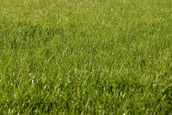 Green grass, lawn in the garden. Gardening, landscaping — Stock Photo, Image