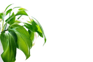 Ev bitkisinin yaprakları. Ayır, kopyala uzayı. Bahçe bakımı. Güneşli bahar sabahı çiçeği. Dairede oksijen var. 