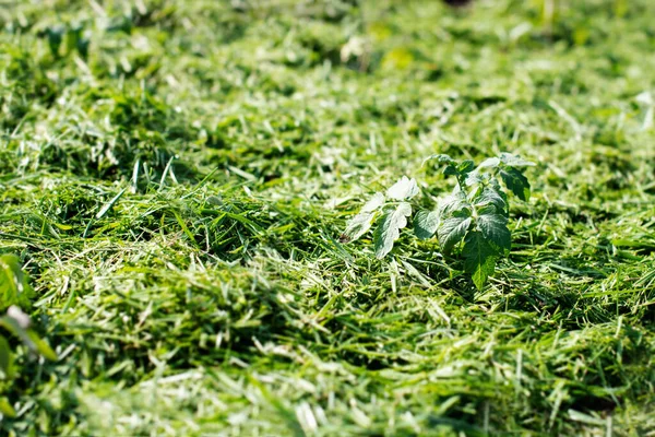 Mulching Topsoil Vegetable Bed Mowed Grass Lawn Production Biohumus Organic — Stock Photo, Image