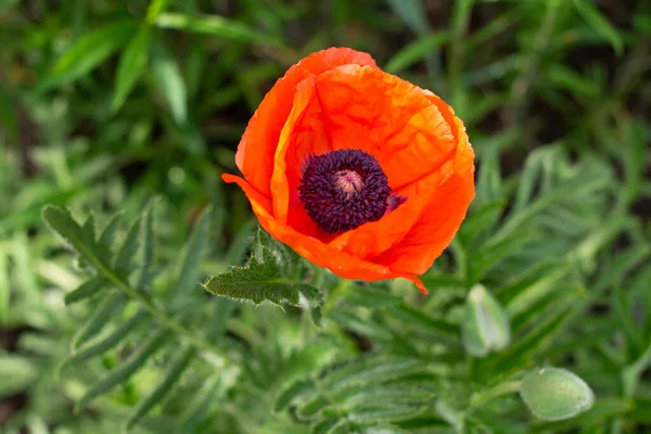 Red Poppy Flower Summer Bright Colors Red Flower — Stock Photo, Image