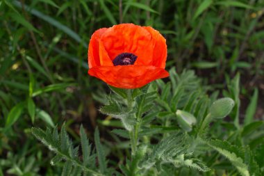 Kırmızı gelincik çiçeği. Yaz, parlak renkler. Kırmızı çiçek