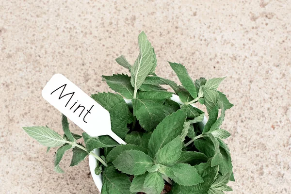 Daun Mint Pada Latar Belakang Beton Herbal Aromatik Segar Sebuah — Stok Foto