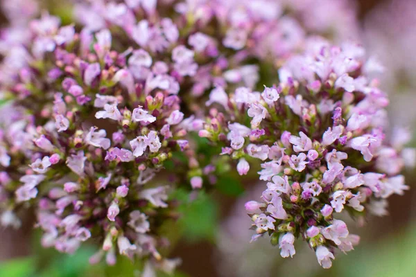 Oregano Plant Macro Shot Close Field Lilac Fragrant Flowers Organic — Stock Photo, Image
