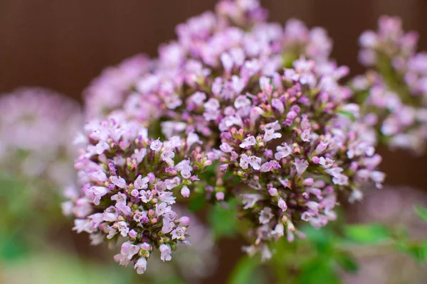 Oregano plant. macro shot, close-up, field lilac fragrant flowers. Organic natural seasoning. Copy space.