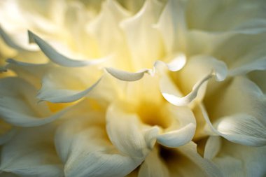 Dahlia. Bahçedeki büyük beyaz çiçek. Bahçe işleri.