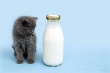 Kedi yavrusu ve bir şişe süt. Alışveriş arabasında yemek olan gri kedi. Mavili arkaplan. Boşluğu kopyala