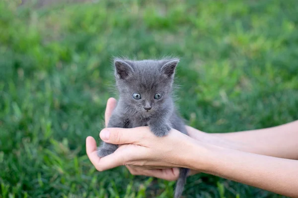 Серый Котенок Месячной Давности Руках Кошка Зеленая Лужайка Снаружи Копирование — стоковое фото