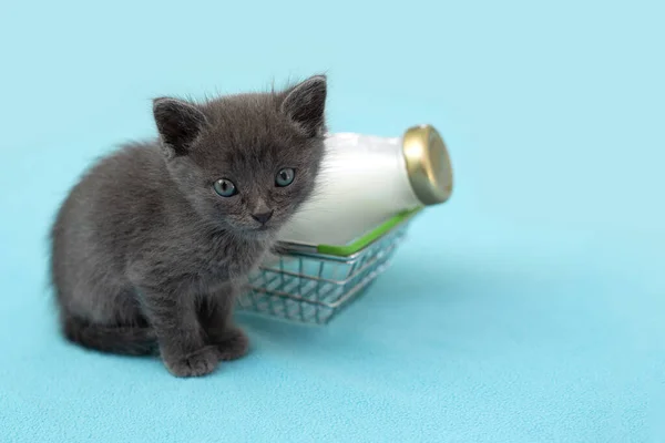 Kitten Bottle Milk Gray Cat Food Shopping Cart Blu Background — Stock Photo, Image