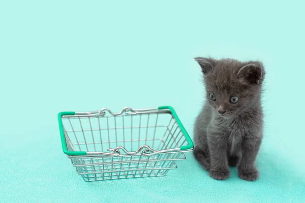 Gray Kitten Shopping Basket Shopping Animals Pet Shop — Stock Photo, Image