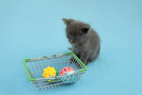 Gray Kitten Pet Toy Shopping Basket Shopping Animals Pet Shop — Stock Photo, Image