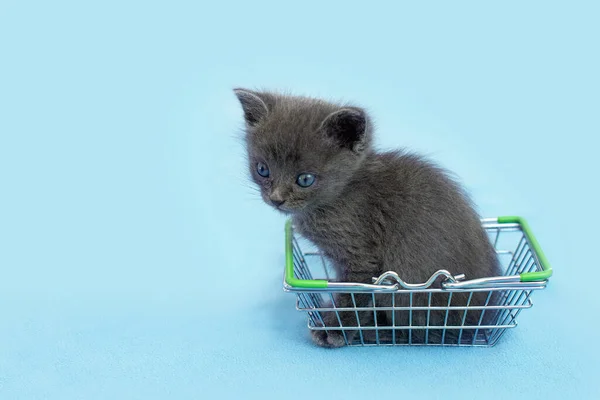 Gray Kitten Shopping Basket Shopping Animals Pet Shop Pet Market — Stock Photo, Image