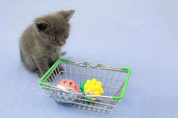 Gray Kitten Pet Toy Shopping Basket Shopping Animals Pet Shop — Stock Photo, Image