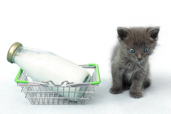 Gatito Una Botella Leche Gato Gris Con Comida Carrito Fondo — Foto de Stock