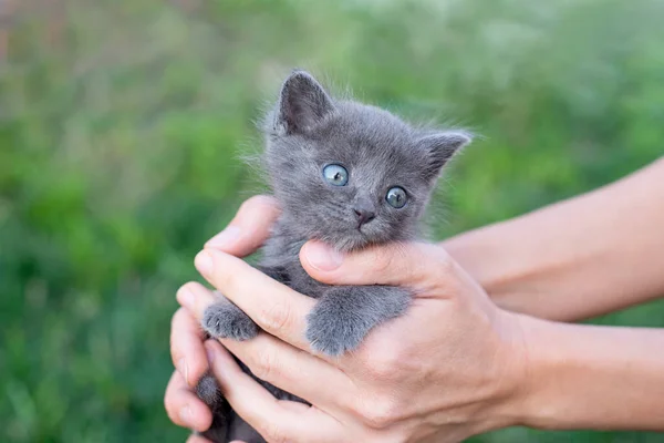 Gray Kitten One Month Old Hands Cat Green Lawn Copy — Stock Photo, Image