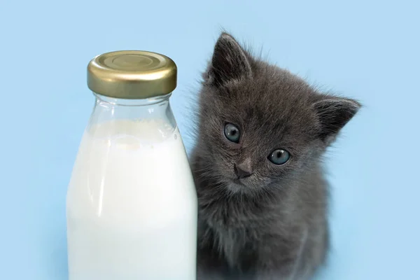 Kitten and a bottle of milk. Gray cat with food in shopping cart. Blu background. Copy space. — Stock Photo, Image