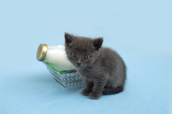 Kitten and a bottle of milk. Gray cat with food in shopping cart. Blu background. Copy space. — Stock Photo, Image