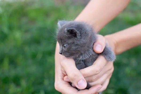 Gray kitten one month old in hands. Cat and lawn outside. Copy space — Stock Photo, Image