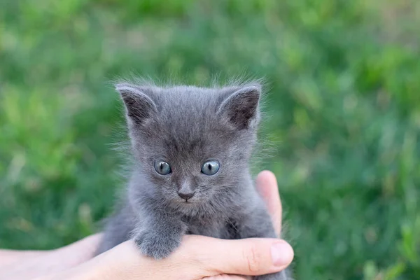 한 달 된 회색 고양이를 손에 들고 있습니다. 밖에는 고양이랑 잔디밭이야. 복사 공간 — 스톡 사진