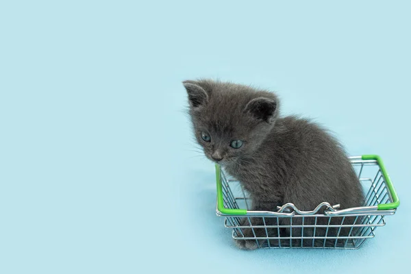 Gatito gris con cesta de la compra. compras de animales. Tienda de mascotas, Mercado de mascotas. — Foto de Stock