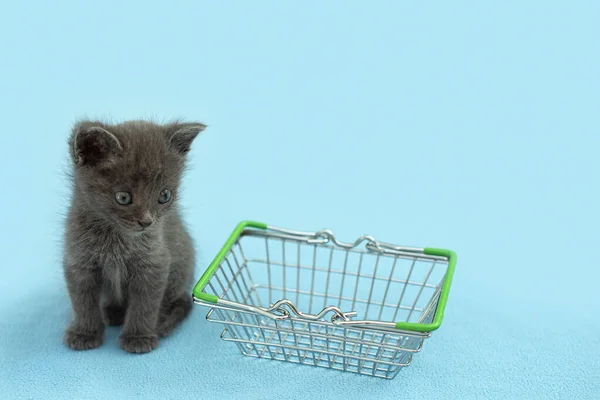 Gray kitten with a shopping basket. shopping for animals. Pet shop, pet Market.