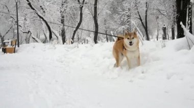 Adam karlı bir parkta bir köpekle yürüyor. Kar yağışı, karda ağaçlar, Shiba Inu