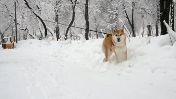 O homem caminha com um cão num parque nevado. Sua neve, árvores na neve, Shiba Inu — Vídeo de Stock