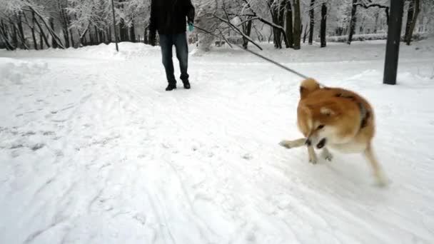Cão bonito se diverte, girando, brincando com a neve, se comporta engraçado. A nevar. Inverno — Vídeo de Stock
