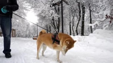 Güzel, bakımlı köpek doğurmak Shiba Inu komik etrafına bakıyor. Kış. Kar yağışı