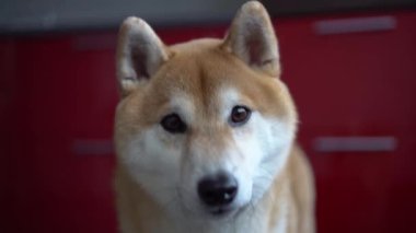 Köpek yüz yakın çekim. Evde beslenen hayvan makinesine ve etrafında görünüyor. Bokeh. Shiba Inu