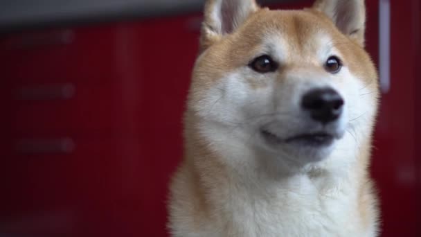 Dog face close-up. Pet looks into the camera and licks his nose. Bokeh Shiba inu — Stock Video