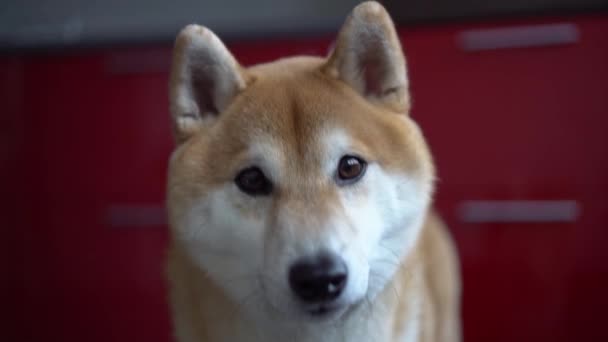 Een honden gezicht close-up. Huisdier kijkt in de camera en rond. Bokeh. Shiba inu — Stockvideo