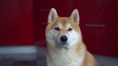Köpek yüz yakın çekim. Evde beslenen hayvan fotoğraf makinesi doğru görünüyor sonra arkasını dönüyor. Bokeh, Shiba Inu