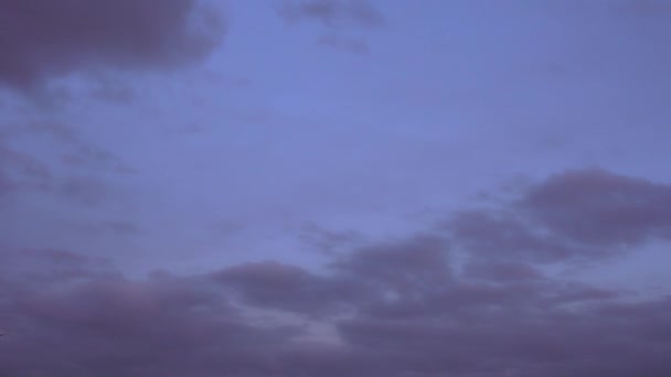 空を飛ぶ旅客機。着陸のための準備。紫の空の背景 — ストック動画