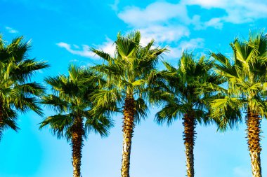 Palmiye ağaçları. Arka planda turkuaz mavi gökyüzü ve kabarık beyaz bulutlar. Güneş parlıyor, Gündüz.