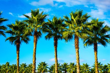 Palmiye ağaçları. Arka planda turkuaz mavi gökyüzü ve kabarık beyaz bulutlar. Uzakta çok sayıda palmiye ağacı görebilirsiniz. Güneş parlıyor, Gündüz.