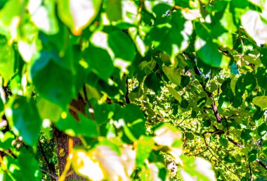 Bir ağaç dalı üzerinde güneşte güzel parlak yeşil yaprakları. Ön plan ve bokeh arka plan. Çerçeve derin yeşillik odaklama. Gündüz