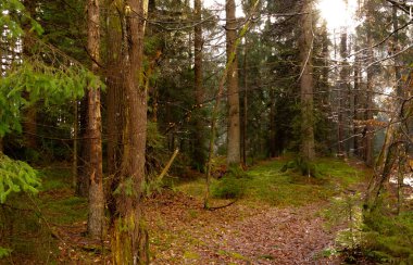 Viyana ormanı. Iğne yapraklı ağaçlar, çamlar sayesinde güneş ışınları kendi yolunu yapar. Fotoğraf yeşil, ağaçlar ve yosun yanı sıra kahverengi ağaç gövdeleri ve turuncu yere düşmüş yaprakları hakim