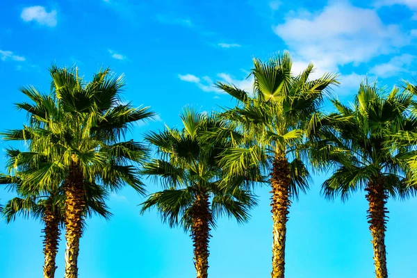 Several Palm Trees Background Turquoise Blue Sky Fluffy White Clouds — Stock Photo, Image