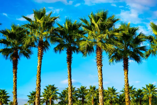 Palm Trees Background Turquoise Blue Sky Fluffy White Clouds Distance Royalty Free Stock Images