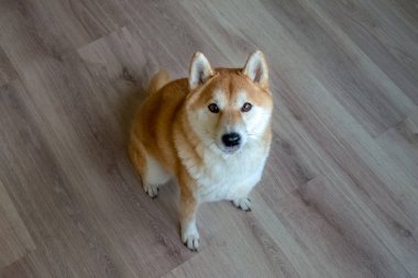 Güzel bir safkan Shiba Inu köpek katta oturuyor. Görüntüle