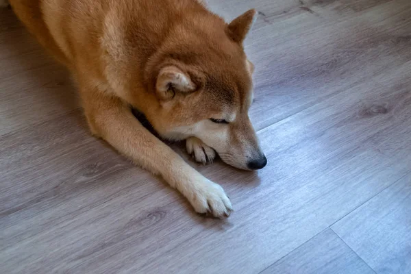 Piękny imbir, czystorasowy Shiba Inu pies leży na drewnianej podłodze. — Zdjęcie stockowe