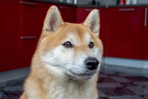 Museau d'un beau chien roux. Gros plan portrait de l'animal de compagnie . — Photo