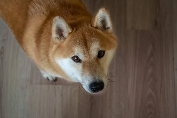 A beautiful purebred Shiba Inu dog is sitting on the floor. View — Stock Photo, Image