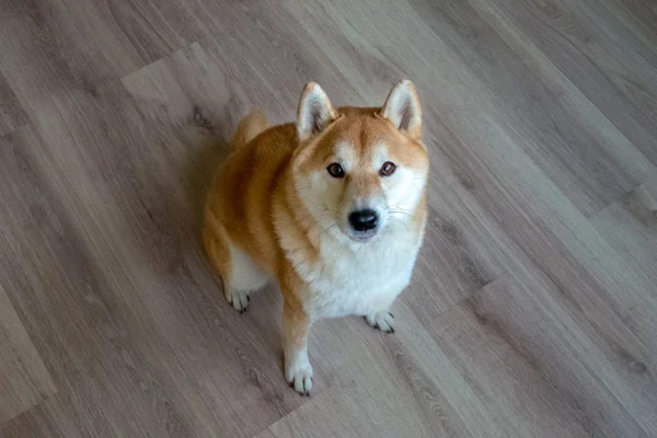 A beautiful purebred Shiba Inu dog is sitting on the floor. View Stock Image