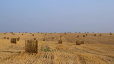Bir tarım alanında balyalarda hasat edilen büyük miktarda saman Panoramik manzara 4k