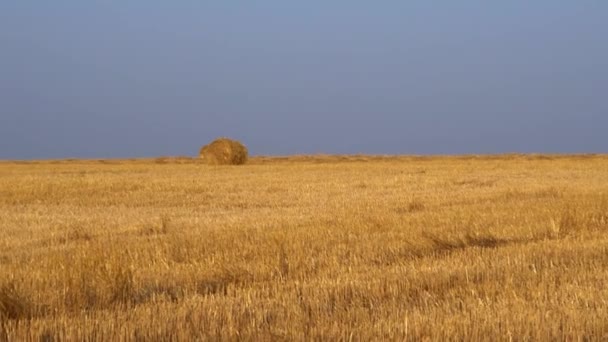 Το χωράφι με το σανό τυλιγμένο σε μπάλες. Έννοια της γεωργικής γεωργίας. Εξαιρετικά HD — Αρχείο Βίντεο