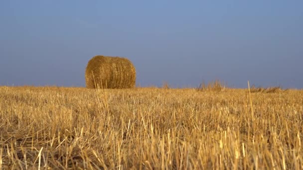 Le champ de foin roulé en balles. Agriculture concept agricole. Ultra HD 